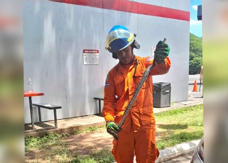 Retiran serpiente que se refugiaba en el motor de un vehiculo en La Unión