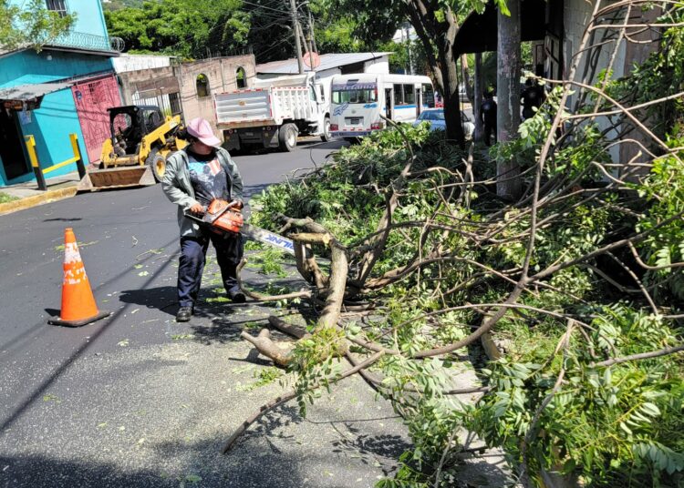 Alcaldía de San Salvador Centro realiza limpieza y podas preventivas en tres distritos del municipio