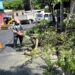 Alcaldía de San Salvador Centro realiza limpieza y podas preventivas en tres distritos del municipio