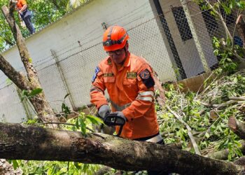 Protección Civil elimina riesgos por caída de árboles en La Paz y San Miguel