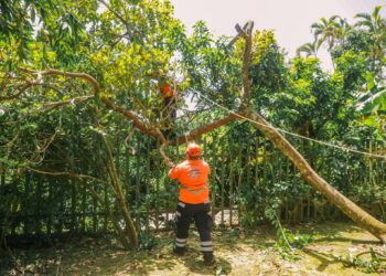 Protección Civil retira árbol caído en carretera a Los Planes de Renderos