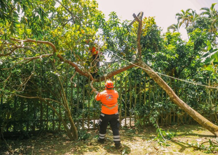 Protección Civil retira árbol caído en carretera a Los Planes de Renderos