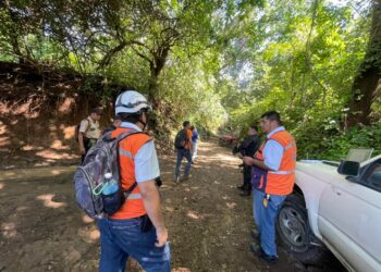 Mujer de 87 años fallece tras presunta caída por ataque de abejas