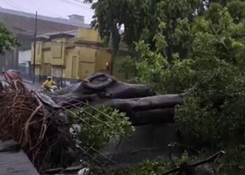 Árbol caído sobre la Avenida España entre Alameda Juan Pablo Segundo y 5a. Calle Poniente, San Salvador
