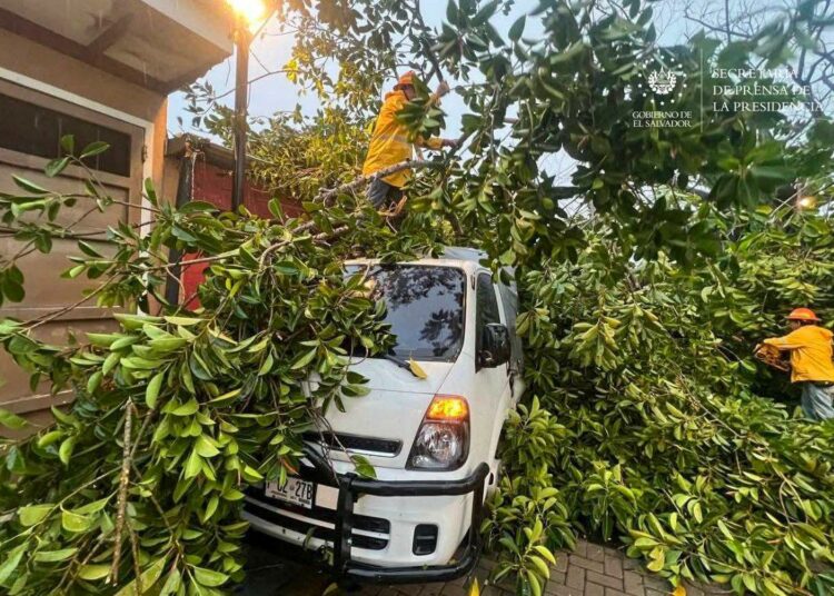 Tormenta derriba emblemático “Árbol de Hule” en la plazuela del Centro Histórico de San Vicente
