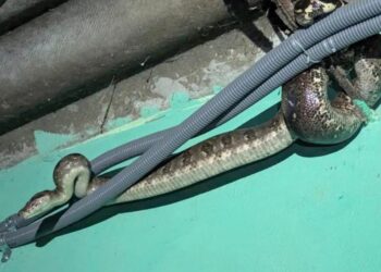 Serpiente despierta alarma en habitantes de una vivienda de Quezaltepeque