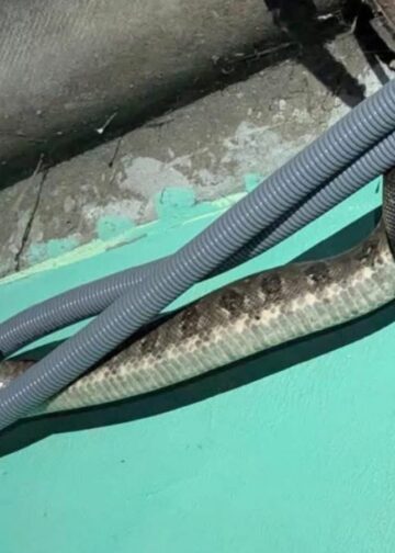 Serpiente despierta alarma en habitantes de una vivienda de Quezaltepeque