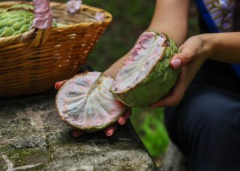 Festival de la Anona celebrará la cosecha con productos locales y precios accesibles