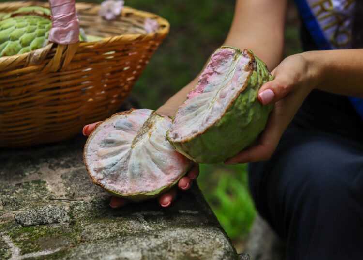 Festival de la Anona celebrará la cosecha con productos locales y precios accesibles