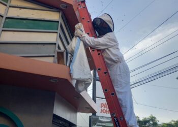 Eliminan enjambre de abejas en Usulután