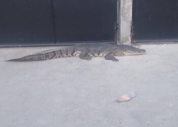 Capturan cocodrilo en medio de la calle en Guatemala
