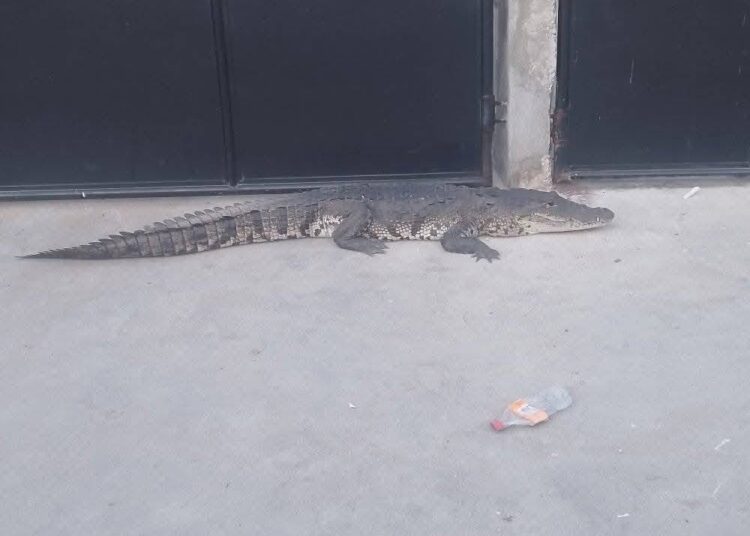 Capturan cocodrilo en medio de la calle en Guatemala