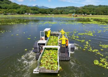 Realizan limpieza de ninfas y otros desechos en el lago de Suchitlán