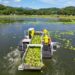 Realizan limpieza de ninfas y otros desechos en el lago de Suchitlán