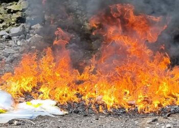 Autoridades destruyen más de $35 mil en sustancias ilícitas