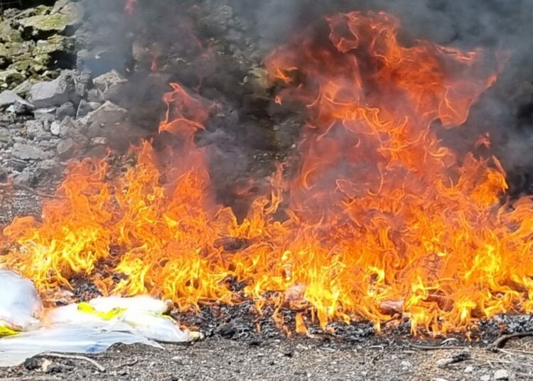 Autoridades destruyen más de $35 mil en sustancias ilícitas