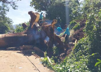 DOM atiende con rapidez y libera vía hacia San Agustín tras caída de árbol de gran tamaño