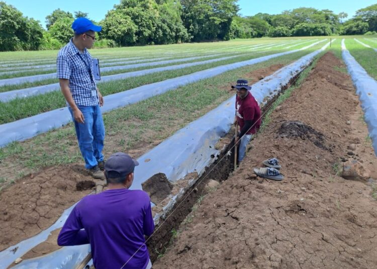MAG refuerza medidas preventivas para proteger cultivos ante lluvias intensas previstas por el MARN