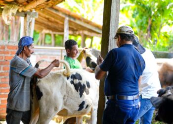 Alcaldía de Santa Ana Centro impulsa acciones contra el gusano barrenador