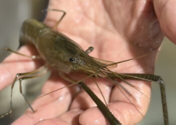 El Salvador impulsa la acuicultura con la reproducción del camarón de agua dulce