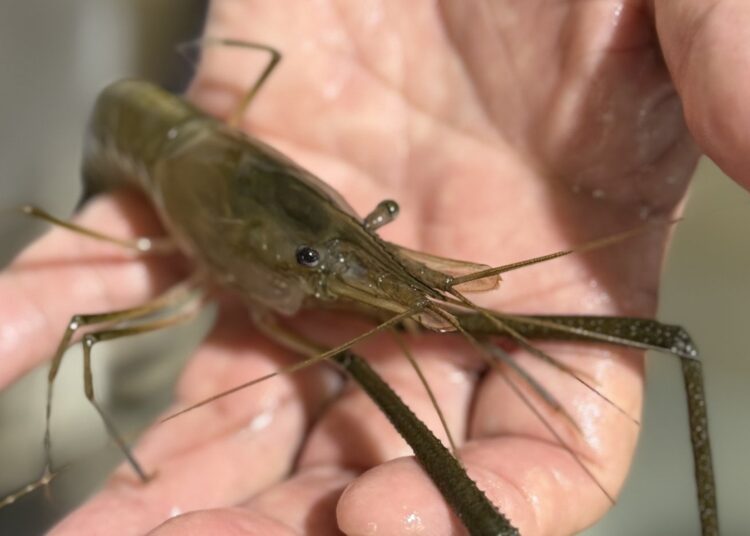 El Salvador impulsa la acuicultura con la reproducción del camarón de agua dulce