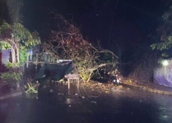 Rayo derriba árbol en Jiquilisco y deja varias personas heridas