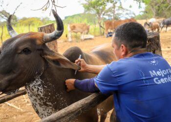 El Salvador se mantiene entre los países con menor incidencia de gusano barrenador del ganado (GBG) en la región.