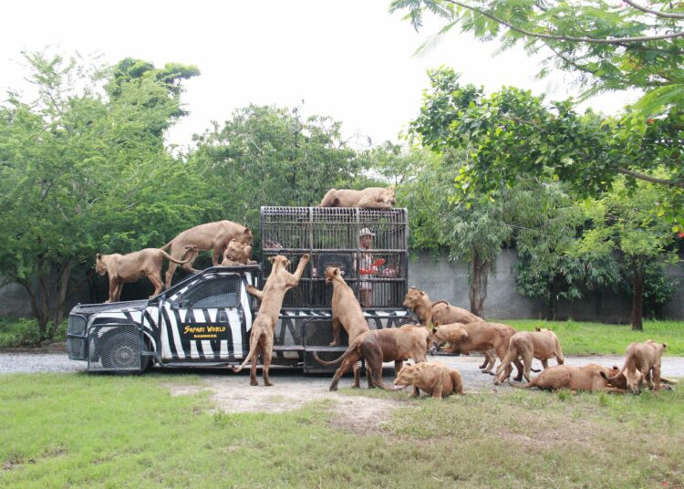 Un guardabosques muere atacado por leones en el Safari World de Bangkok