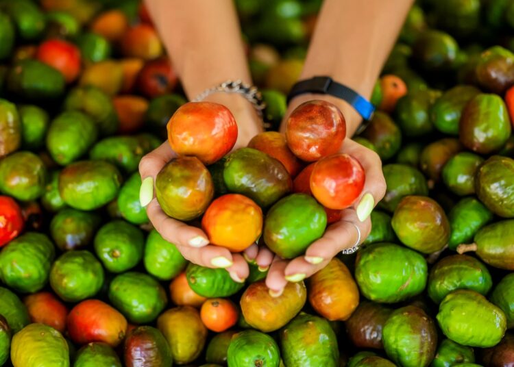 Buses Alegres ofrecerán transporte hacia la Feria del Jocote Corona en el Cerro Verde