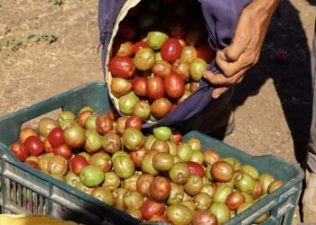 Emprendedores locales podrán participar en el Festival del Jocote para impulsar sus productos