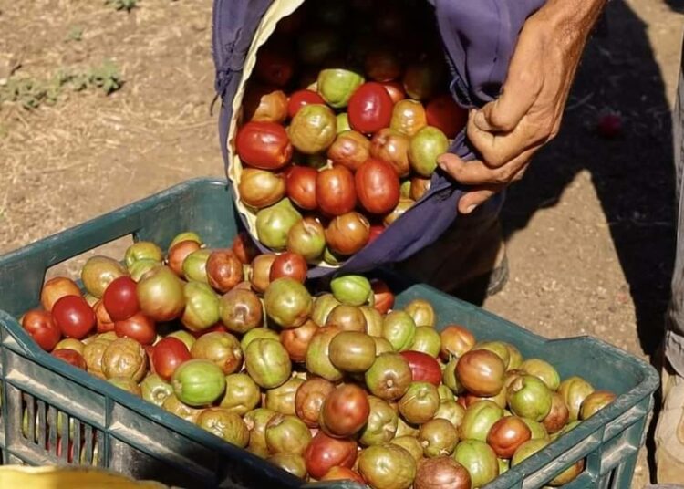 Emprendedores locales podrán participar en el Festival del Jocote para impulsar sus productos
