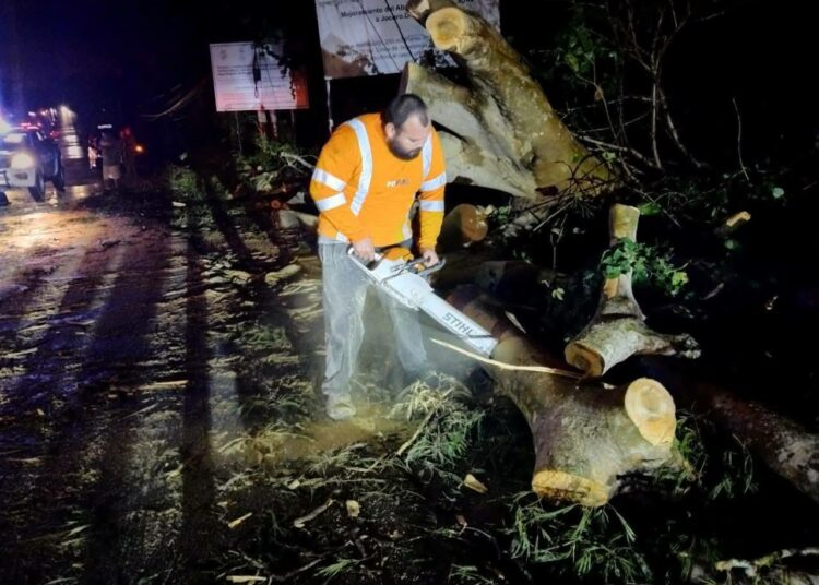 Mujer queda atrapada tras la caída de un árbol sobre su vehículo en La Unión