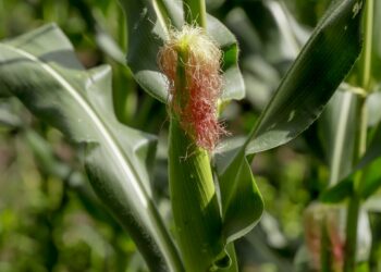 La Asamblea destina $6 millones a modernizar la producción de maíz y frijol