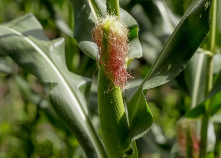 La Asamblea destina $6 millones a modernizar la producción de maíz y frijol