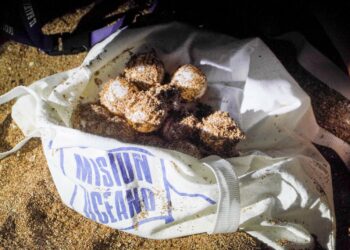 Guardaparques del MARN protegen tortugas marinas y trasladan sus huevos a viveros seguros