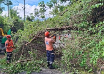 Retiran árbol caído en San Esteban Catarina tras lluvias que saturaron los suelos