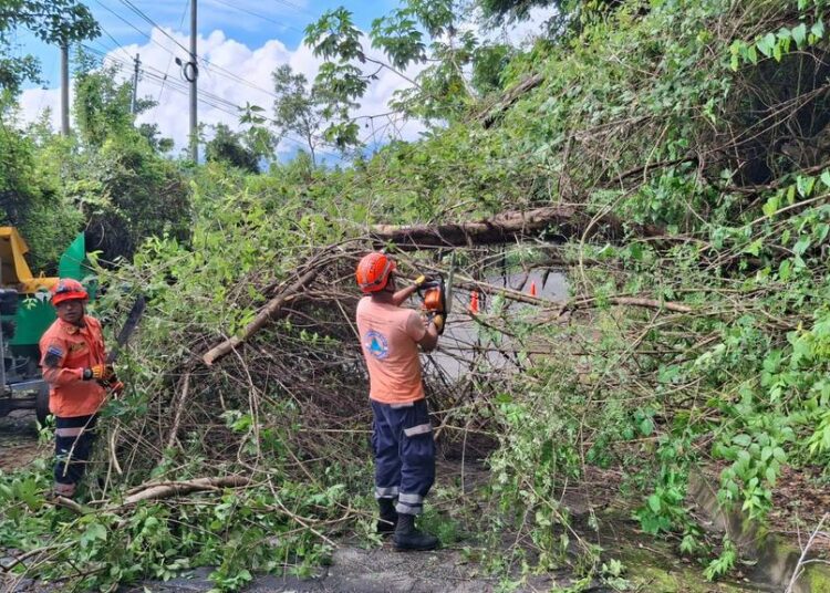 Retiran árbol caído en San Esteban Catarina tras lluvias que saturaron los suelos