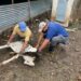 Monitoreo inteligente y acciones veterinarias fortalecen la protección del sector agropecuario
