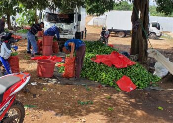 Los Elizondos en Santa Ana produce más de 9 millones de libras de frutas y hortalizas cada año