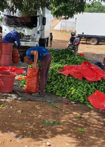 Los Elizondos en Santa Ana produce más de 9 millones de libras de frutas y hortalizas cada año