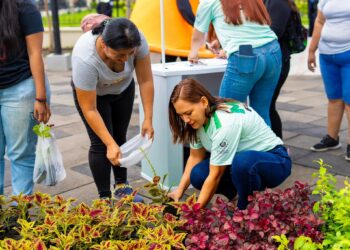 Impulsan jornada nacional de reforestación con entrega gratuita de plantas y árboles