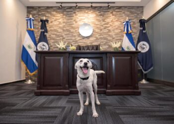 “Polar” es rescatado tras la muerte de su dueña y recibe atención veterinaria