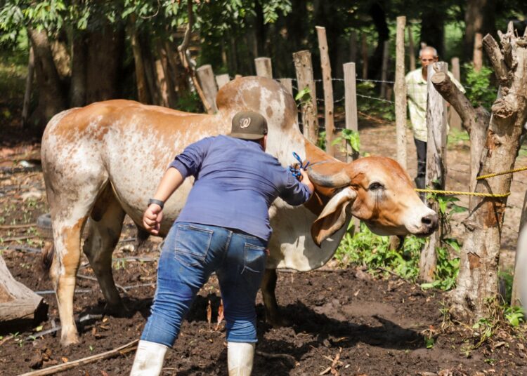 FDA respalda tratamiento que El Salvador ya utiliza para frenar el gusano barrenador del ganado