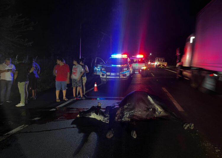 Vehículo volcó tras atropellar a dos vacas, dejó dos personas lesionadas