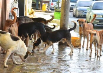 Presidente Bukele propone crear un modelo para proteger a los animales callejeros