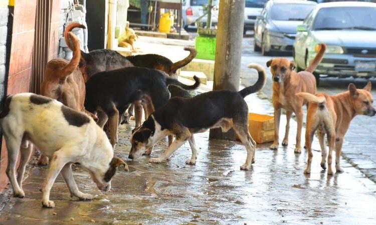 Presidente Bukele propone crear un modelo para proteger a los animales callejeros
