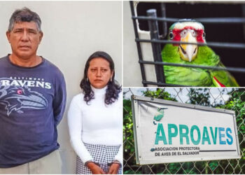 Capturan a dos falsos veterinarios que hurtaban animales silvestres bajo una identidad falsa