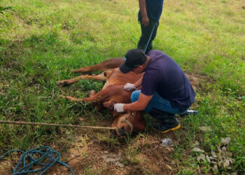 Uso de ivermectina y doramectina posiciona al El Salvador como líder regional