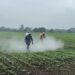 Gobierno garantiza abastecimiento de alimentos y protección a productores durante emergencia por lluvias
