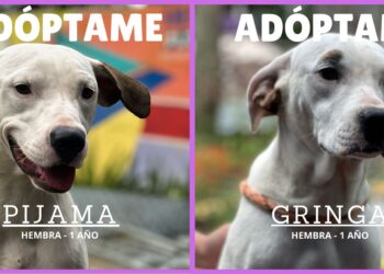 Perritos del Centro de Resguardo de Santa Tecla buscan un hogar este 31 de octubre